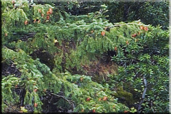 ss08.jpg